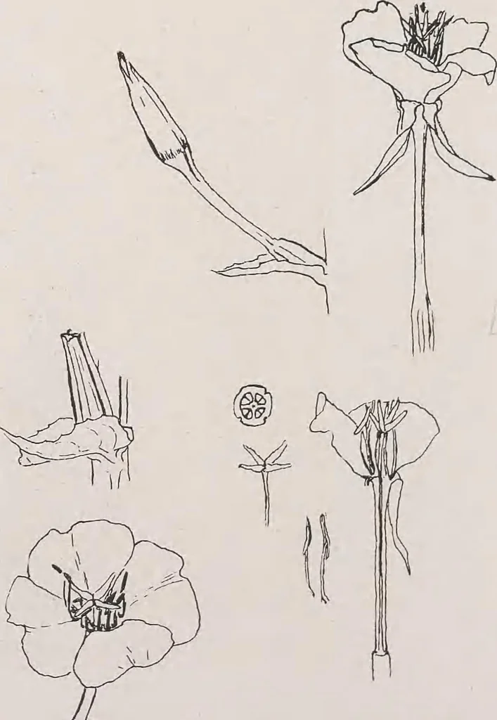 An illustration from Keramic studio, 1899, leaf 295