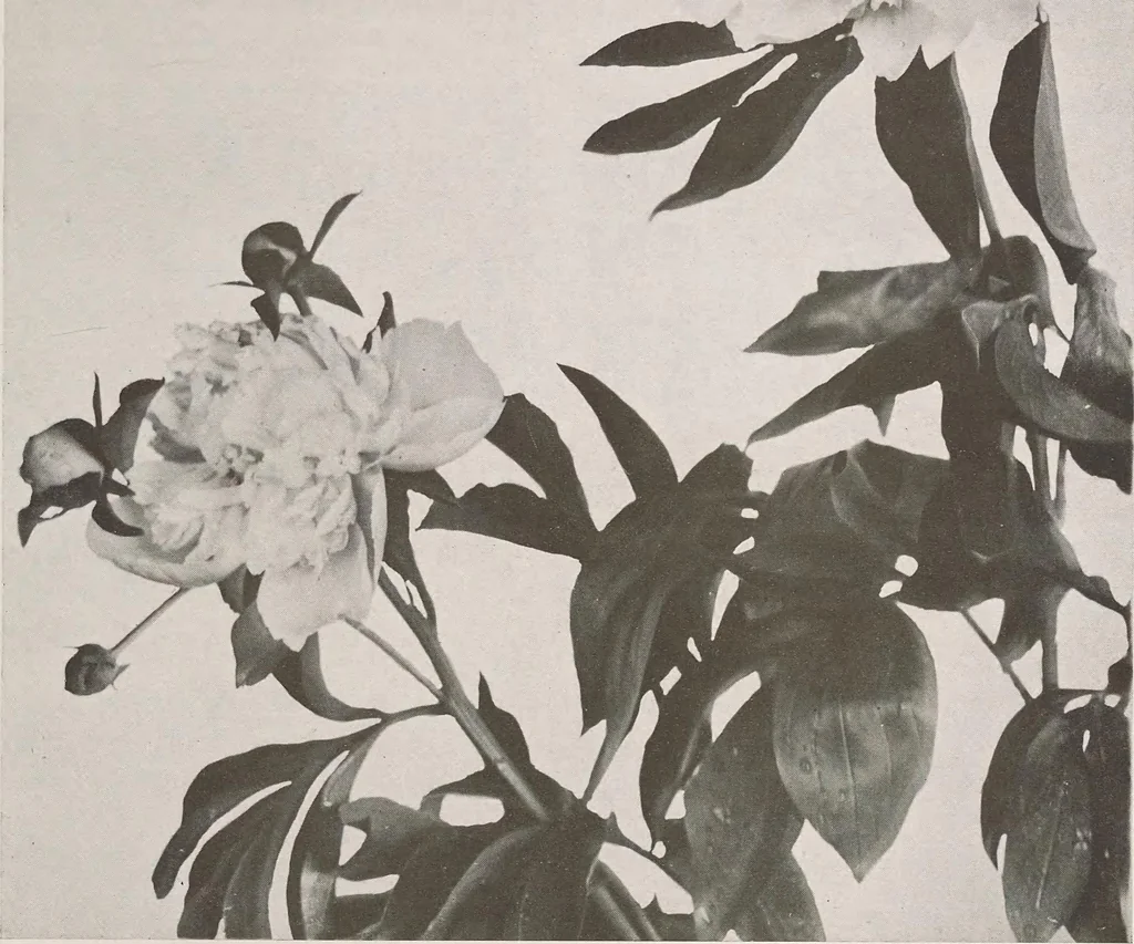 An illustration from Keramic studio, 1899, leaf 40