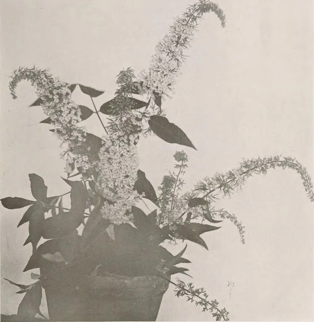 An illustration from Keramic studio, 1899, leaf 42