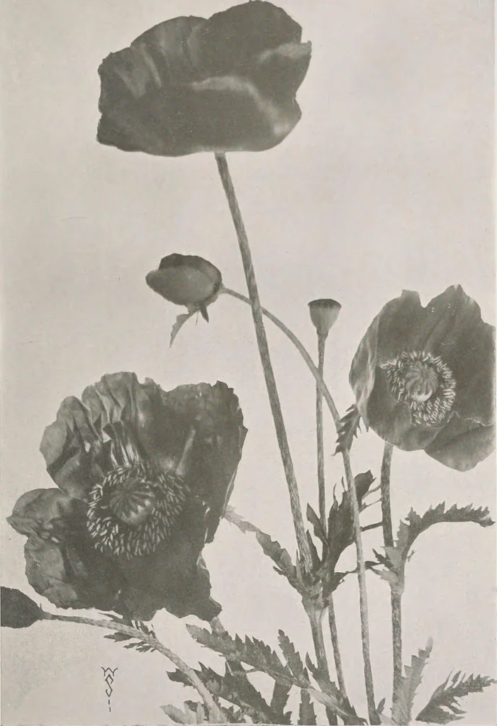 An illustration from Keramic studio, 1899, leaf 50