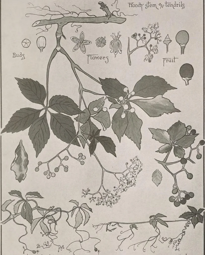 An illustration from Keramic studio, 1899, leaf 66