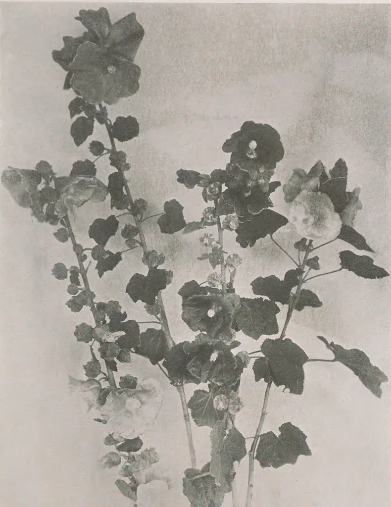 An illustration from Keramic studio, 1899, leaf 70