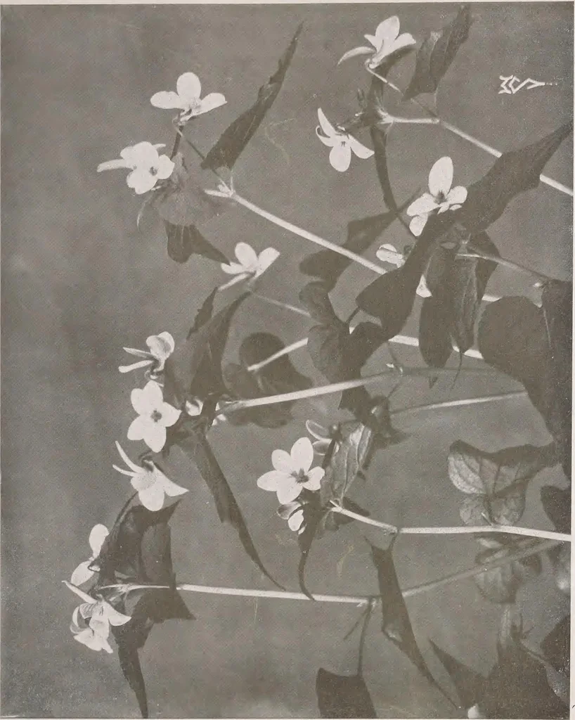 An illustration from Keramic studio, 1899, leaf 274