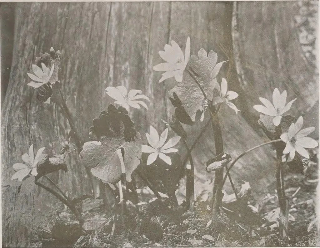 An illustration from Keramic studio, 1899, leaf 278