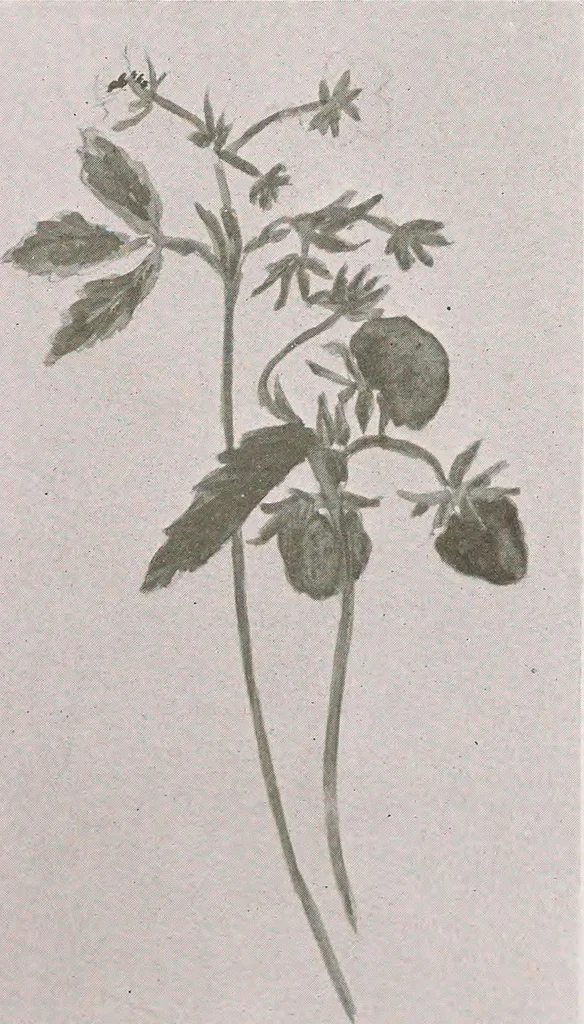 An illustration from Keramic studio, 1899, leaf 308