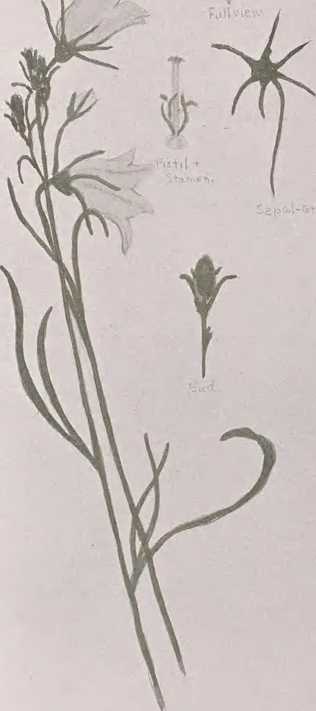 An illustration from Keramic studio, 1899, leaf 309