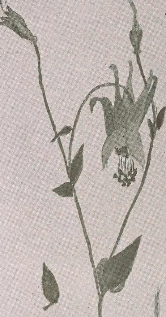 An illustration from Keramic studio, 1899, leaf 309