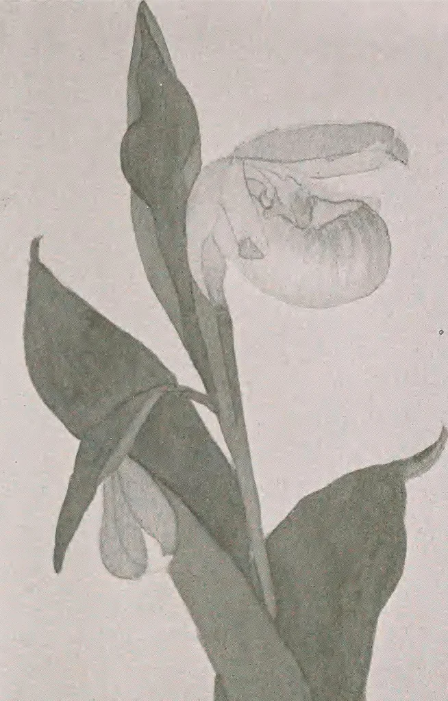 An illustration from Keramic studio, 1899, leaf 310