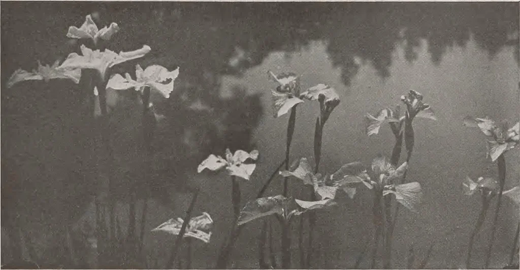 An illustration from Keramic studio, 1899, leaf 324