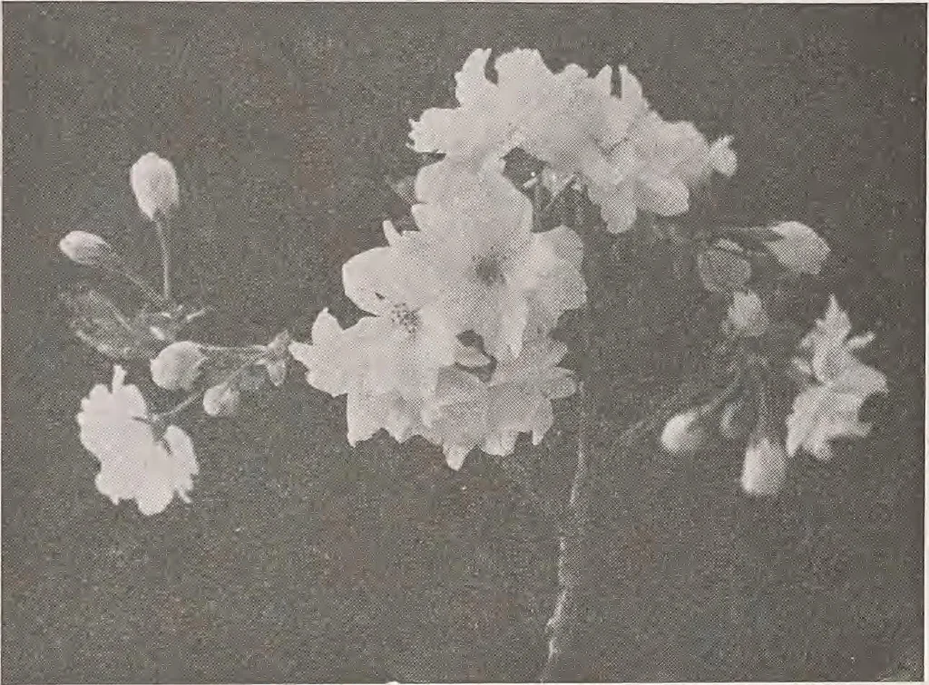 An illustration from Keramic studio, 1899, leaf 326