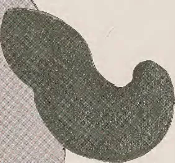 An illustration from Keramic studio, 1899, leaf 81
