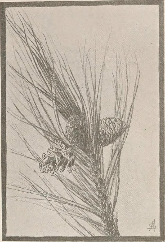 An illustration from Keramic studio, 1899, leaf 312