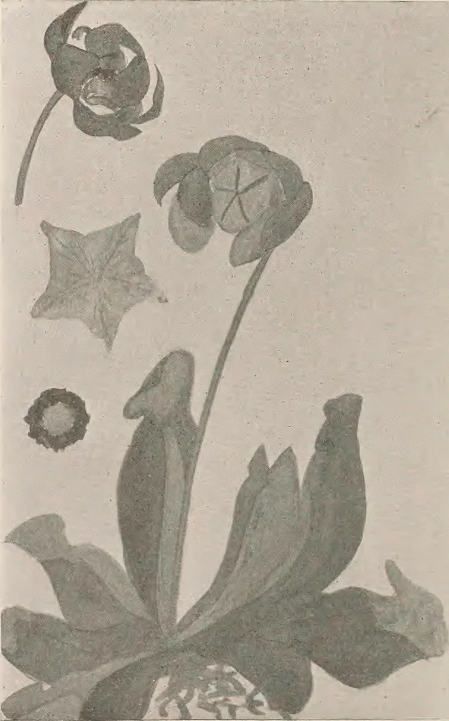 An illustration from Keramic studio, 1899, leaf 329