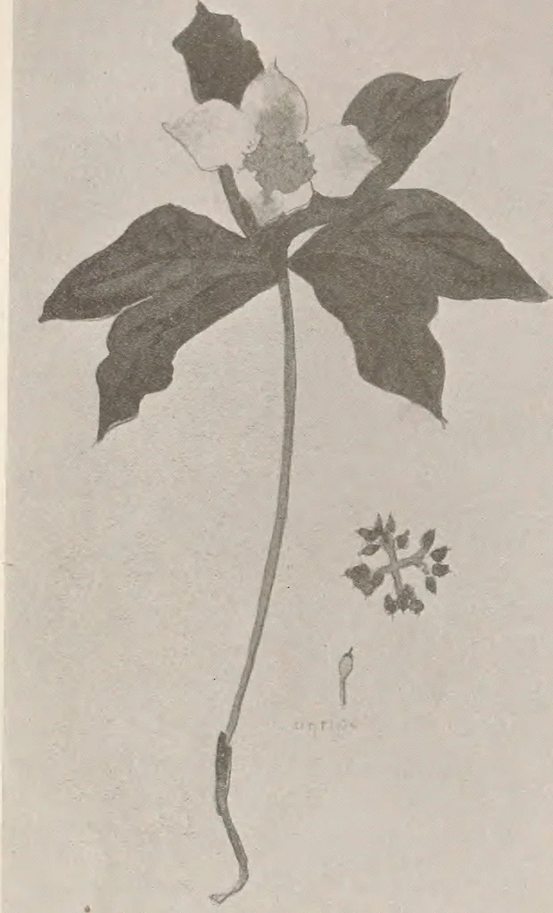 An illustration from Keramic studio, 1899, leaf 361