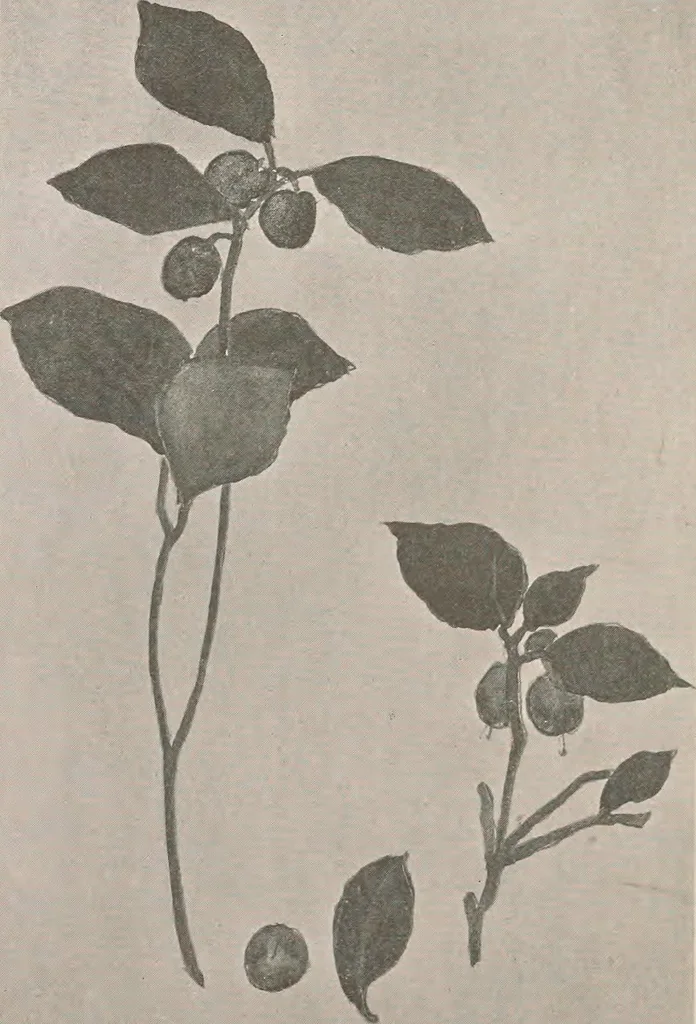 An illustration from Keramic studio, 1899, leaf 361