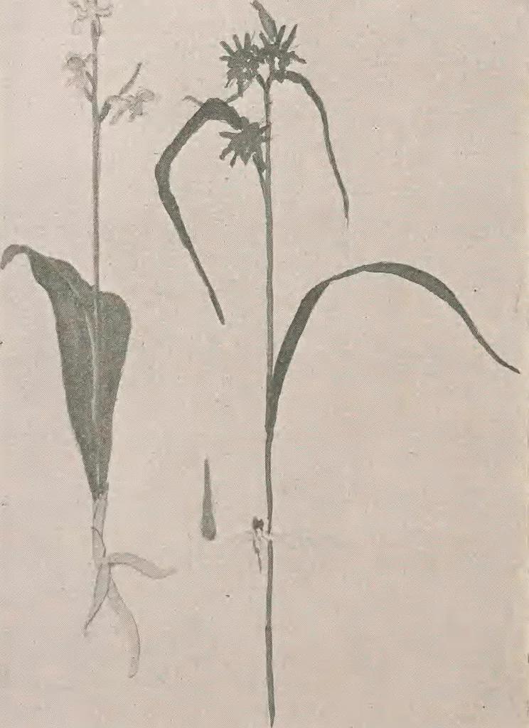 An illustration from Keramic studio, 1899, leaf 369