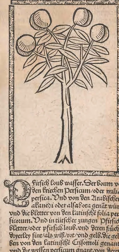 An illustration from Kleines Distillierbuch, 1500, leaf 153