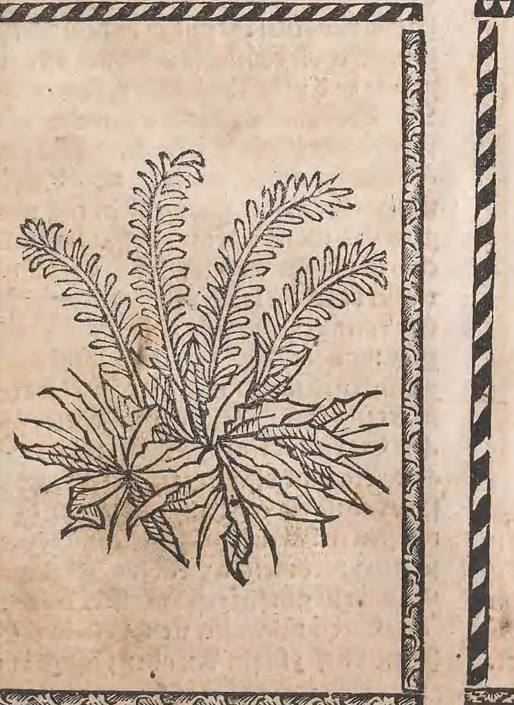 An illustration from Kleines Distillierbuch, 1500, leaf 177