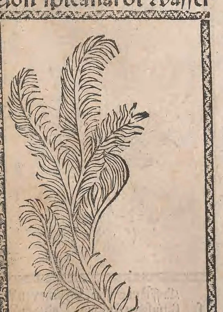 An illustration from Kleines Distillierbuch, 1500, leaf 189