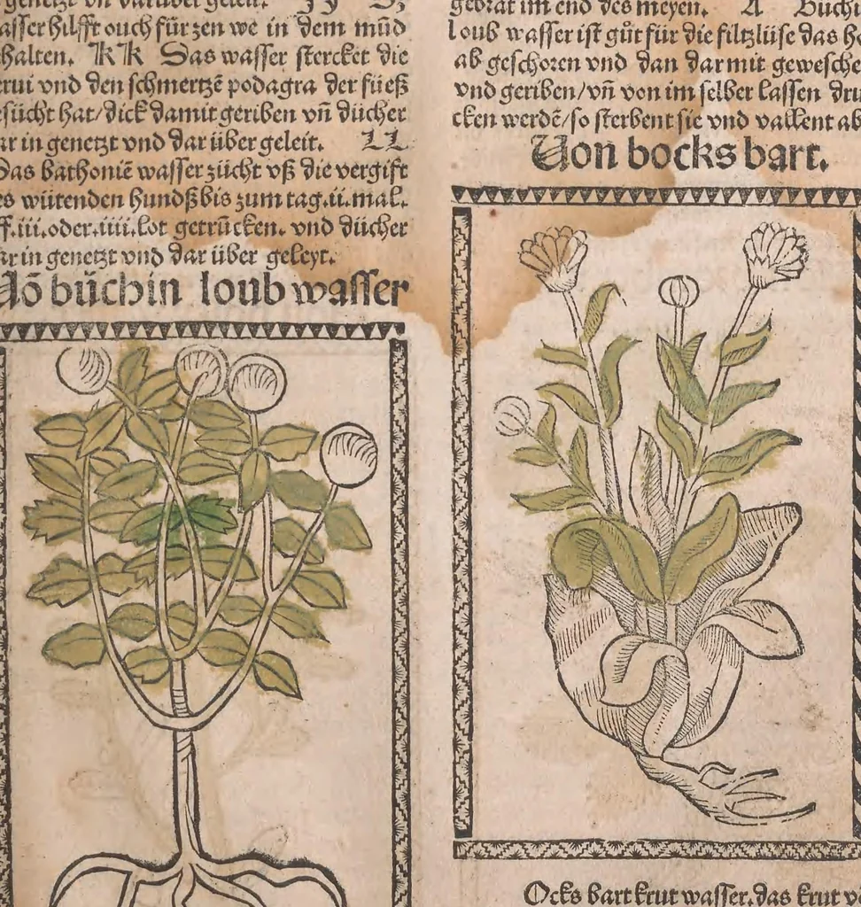 An illustration from Kleines Distillierbuch, 1500, leaf 65