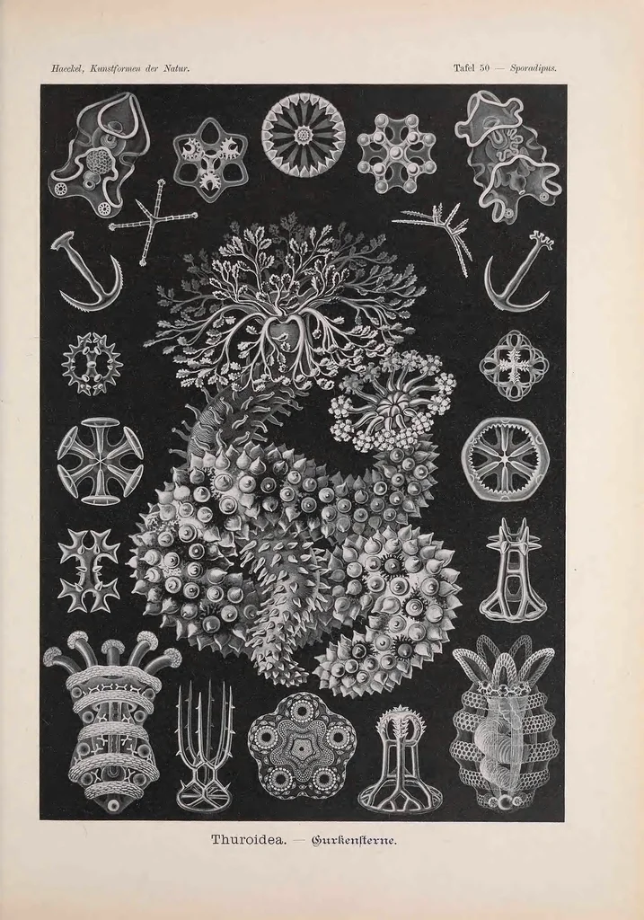 An illustration from Kunstformen der Natur, 1899, leaf 261