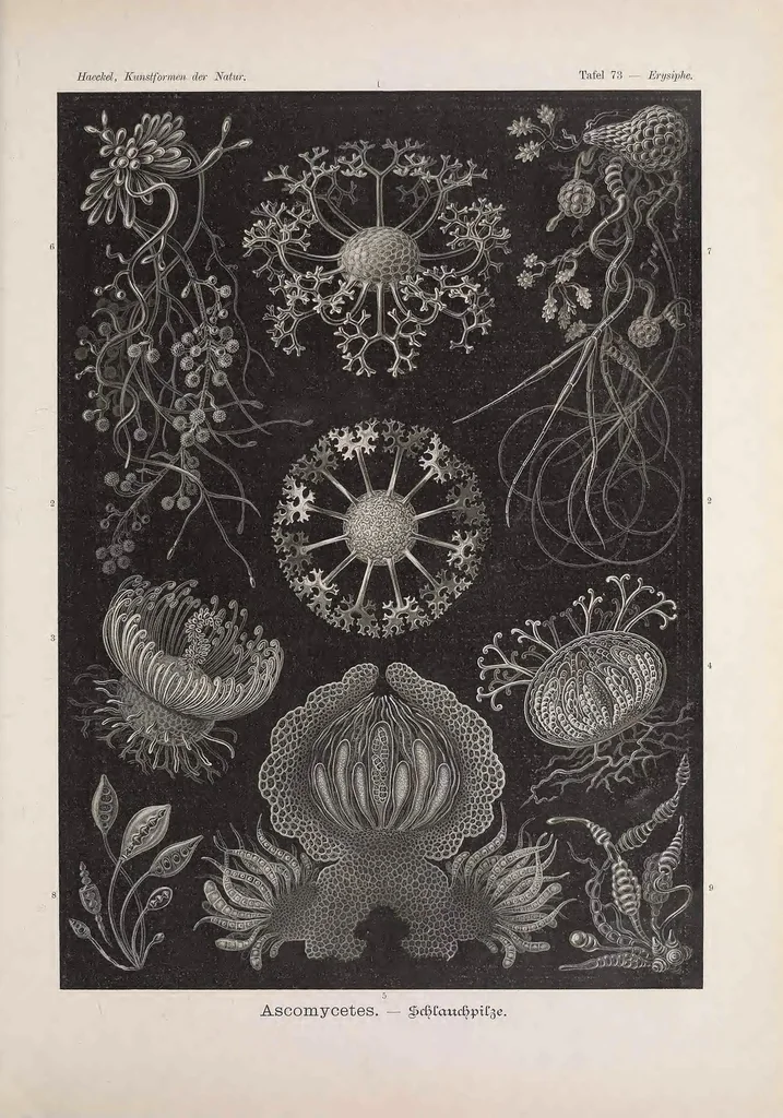 An illustration from Kunstformen der Natur, 1899, leaf 389