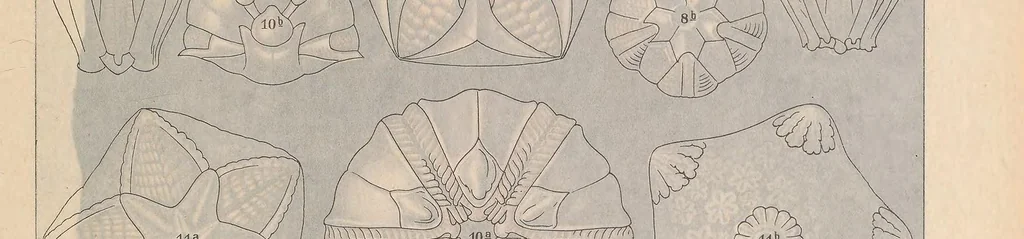 An illustration from Kunstformen der Natur, 1899, leaf 421