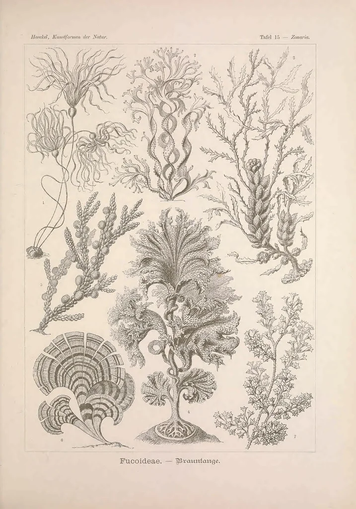 An illustration from Kunstformen der Natur, 1899, leaf 85