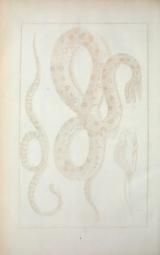 An illustration from Locupletissimi rerum naturalium thesauri accurata descriptio, et iconibus artificiosissimis expressio, per universam physices historiam : Opus, cui, in hoc rerum genere, nullum par exstitit, 1734, leaf 126