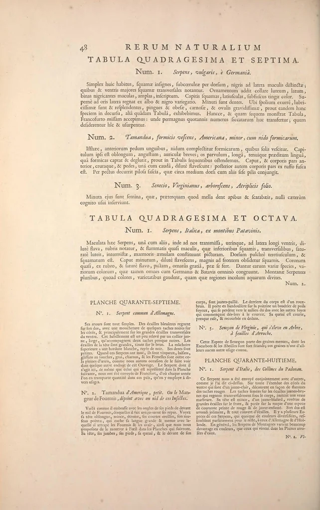 An illustration from Locupletissimi rerum naturalium thesauri accurata descriptio, et iconibus artificiosissimis expressio, per universam physices historiam : Opus, cui, in hoc rerum genere, nullum par exstitit, 1734, leaf 178
