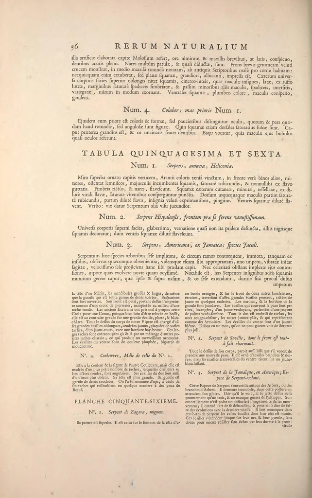 An illustration from Locupletissimi rerum naturalium thesauri accurata descriptio, et iconibus artificiosissimis expressio, per universam physices historiam : Opus, cui, in hoc rerum genere, nullum par exstitit, 1734, leaf 204