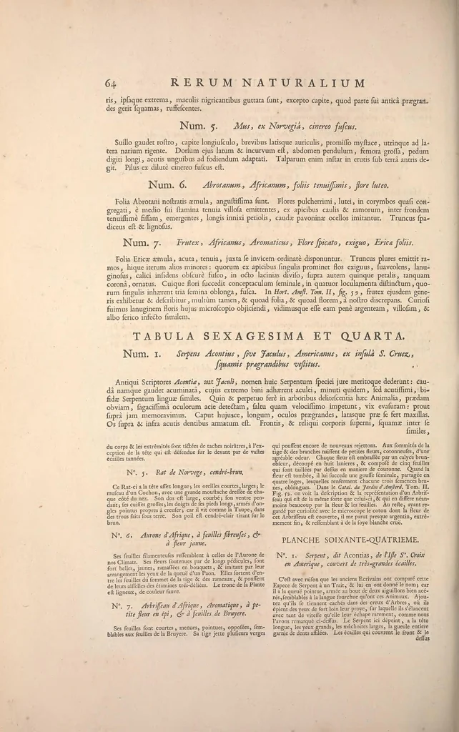 An illustration from Locupletissimi rerum naturalium thesauri accurata descriptio, et iconibus artificiosissimis expressio, per universam physices historiam : Opus, cui, in hoc rerum genere, nullum par exstitit, 1734, leaf 230