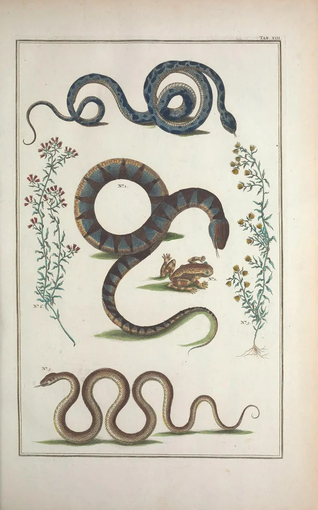 An illustration from Locupletissimi rerum naturalium thesauri accurata descriptio, et iconibus artificiosissimis expressio, per universam physices historiam : Opus, cui, in hoc rerum genere, nullum par exstitit, 1734, leaf 79