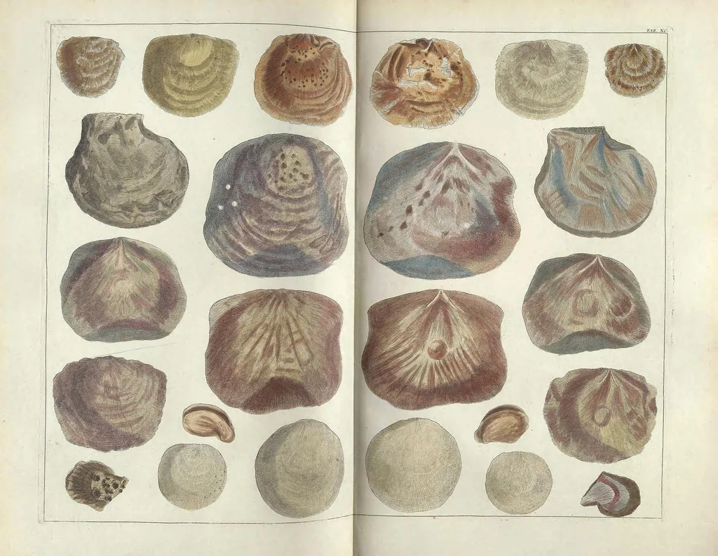 An illustration from Locupletissimi rerum naturalium thesauri accurata descriptio, et iconibus artificiosissimis expressio, per universam physices historiam : Opus, cui, in hoc rerum genere, nullum par exstitit, 1734, leaf 471