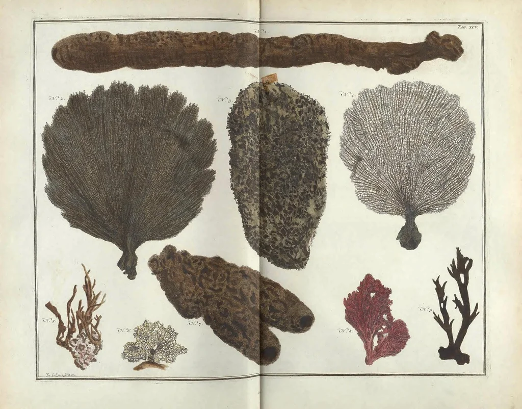 An illustration from Locupletissimi rerum naturalium thesauri accurata descriptio, et iconibus artificiosissimis expressio, per universam physices historiam : Opus, cui, in hoc rerum genere, nullum par exstitit, 1734, leaf 491