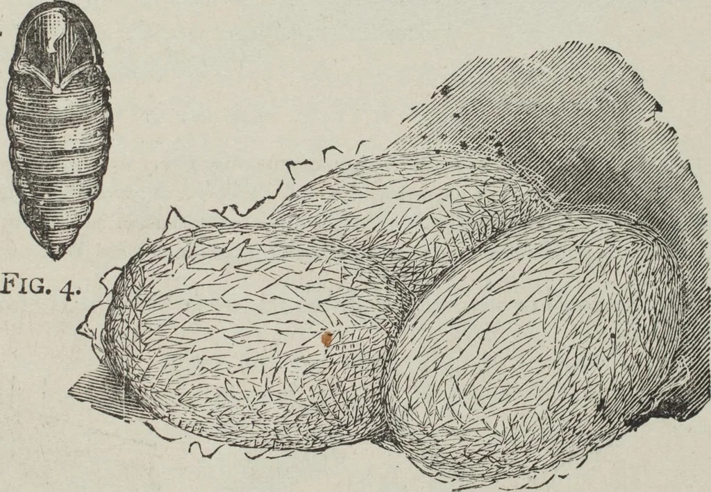 An illustration from How to use Florence knitting silk : no. 4, 1882, leaf 60