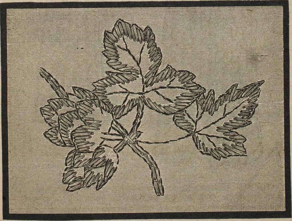 An illustration from Florence home needle-work, 1889, leaf 20