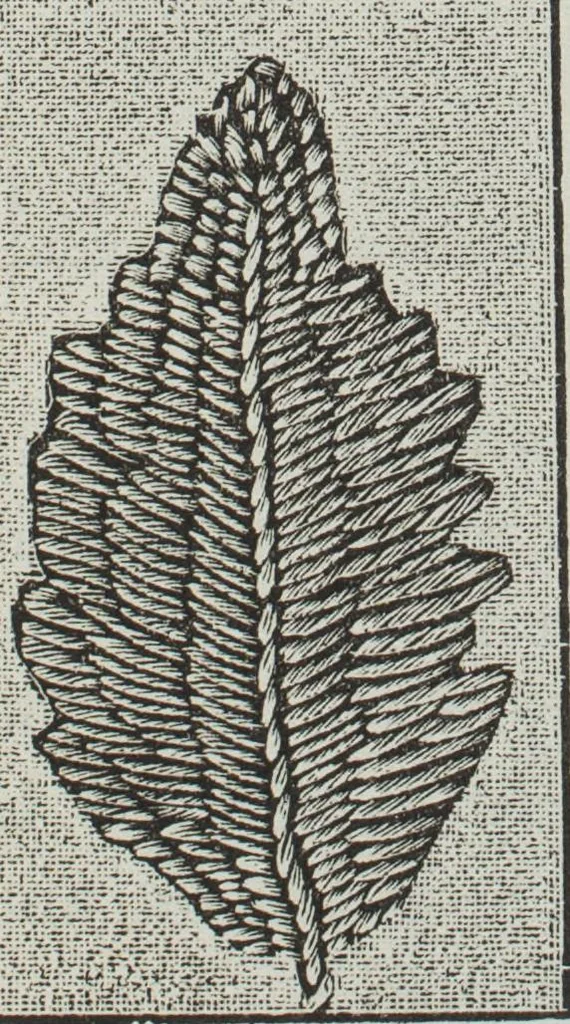 An illustration from Florence home needle-work, 1891, leaf 80