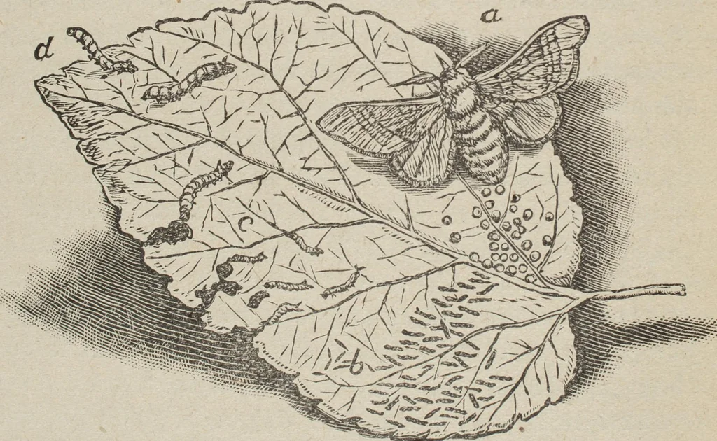 An illustration from Florence home needle-work, 1893, leaf 49