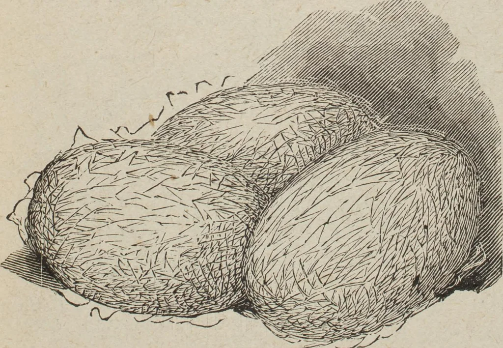 An illustration from Florence home needle-work, 1893, leaf 50