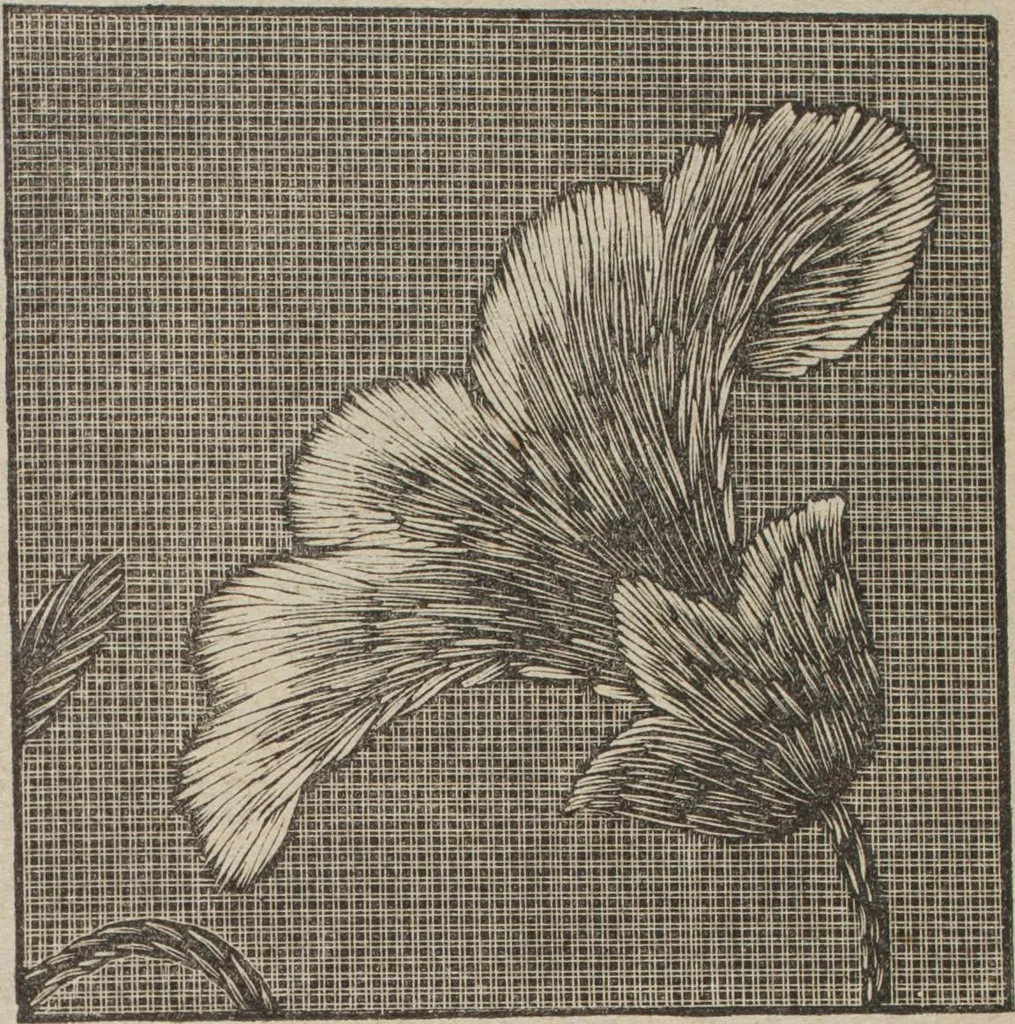 An illustration from Florence home needle-work, 1894, leaf 75