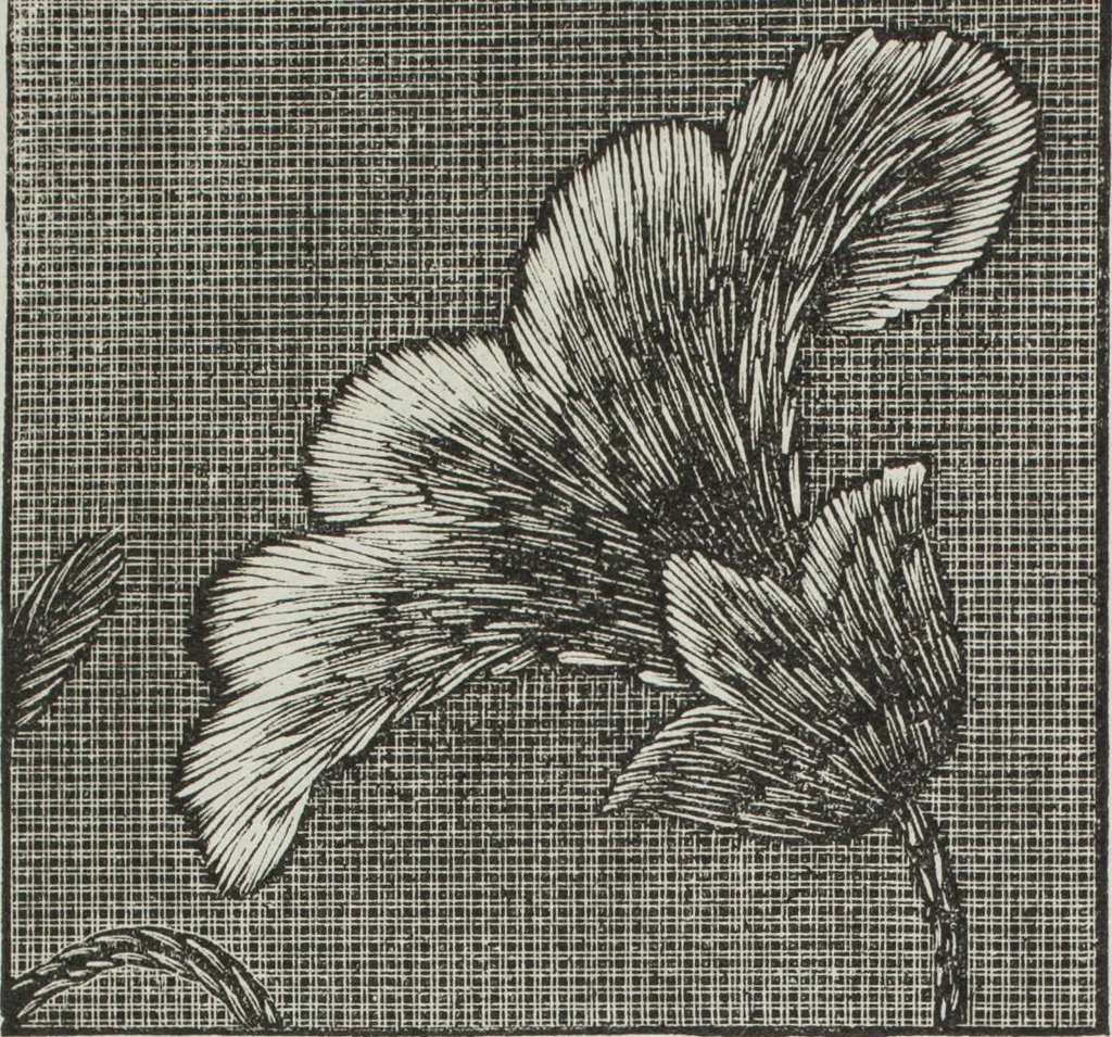 An illustration from Florence home needle-work, 1895, leaf 51