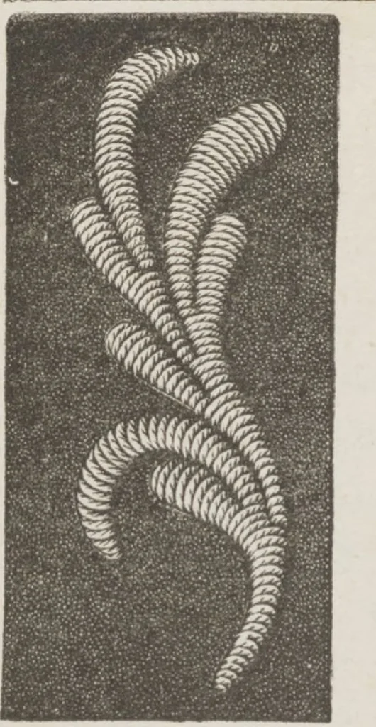 An illustration from Complete guide to the work-table : containing instructions in Berlin work, crochet, drawn-thread work, embroidery, knitting, knotting or macrame, lace, netting, poonah painting, & tatting, with numerous illustrations and coloured designs, 1884, leaf 12