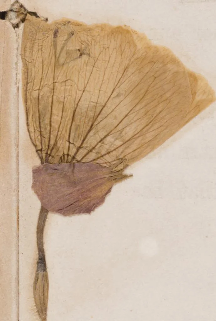 An illustration from Leaf and flower pictures, and how to make them, 1859, leaf 10