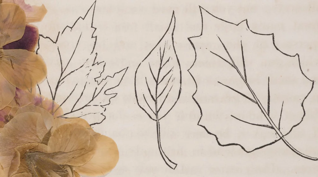 An illustration from Leaf and flower pictures, and how to make them, 1859, leaf 21