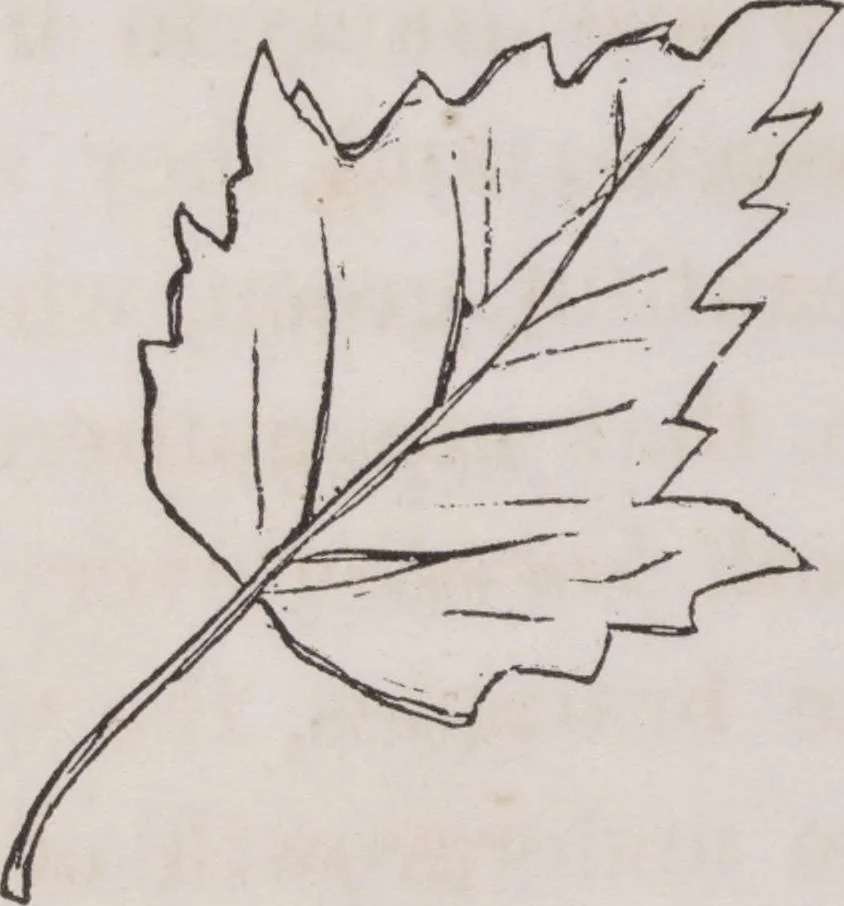 An illustration from Leaf and flower pictures, and how to make them, 1859, leaf 21