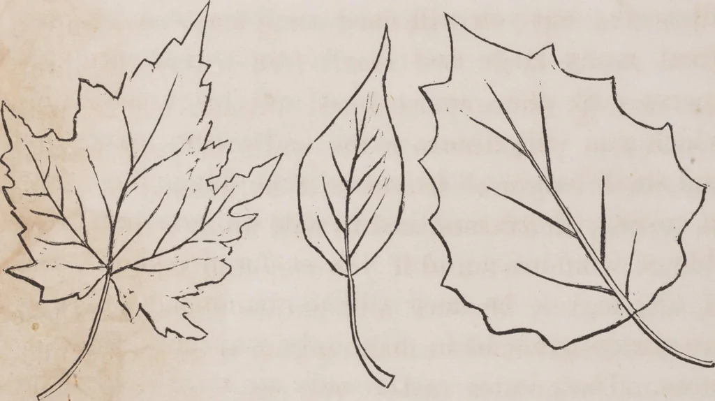 An illustration from Leaf and flower pictures, and how to make them, 1859, leaf 22