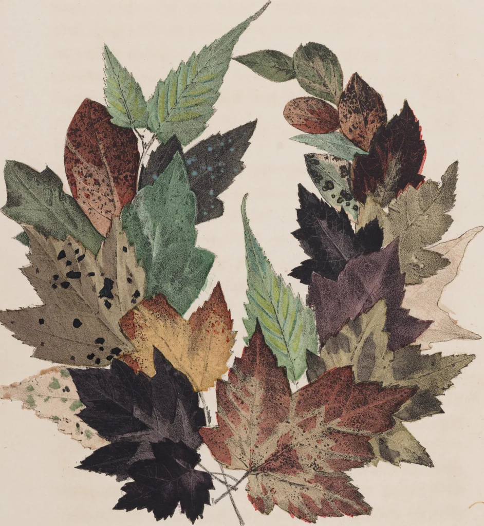 An illustration from Leaf and flower pictures, and how to make them, 1859, leaf 25