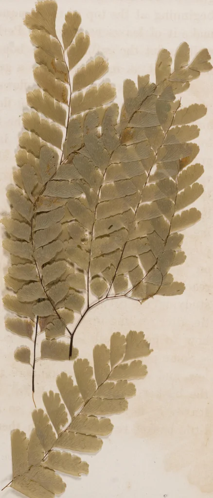 An illustration from Leaf and flower pictures, and how to make them, 1859, leaf 53