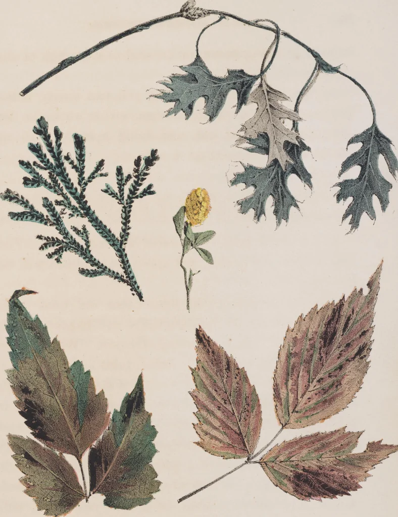 An illustration from Leaf and flower pictures, and how to make them, 1859, leaf 58